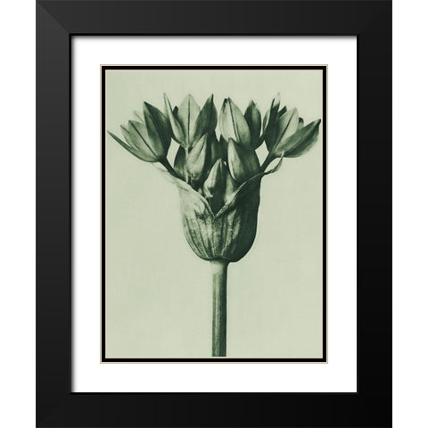 Allium Ostroroskianum (ornamental onion) Black Modern Wood Framed Art Print with Double Matting by Blossfeldt, Karl