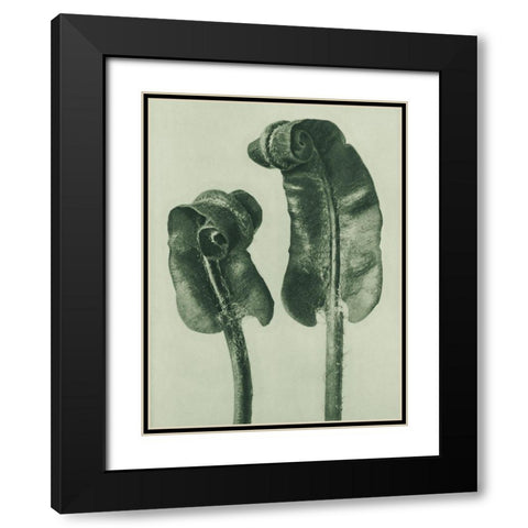 Scolopendrium Vulgare (Hartsâ€“Tongue Fern) Black Modern Wood Framed Art Print with Double Matting by Blossfeldt, Karl