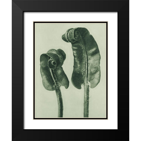 Scolopendrium Vulgare (Hartsâ€“Tongue Fern) Black Modern Wood Framed Art Print with Double Matting by Blossfeldt, Karl