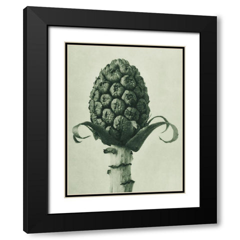 Petasites Officinalis (Butterbur) Black Modern Wood Framed Art Print with Double Matting by Blossfeldt, Karl