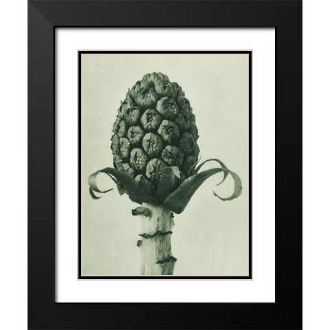Petasites Officinalis (Butterbur) Black Modern Wood Framed Art Print with Double Matting by Blossfeldt, Karl