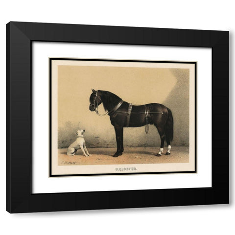 Orloffer (Orloff Horse) Black Modern Wood Framed Art Print with Double Matting by Volkers, Emil