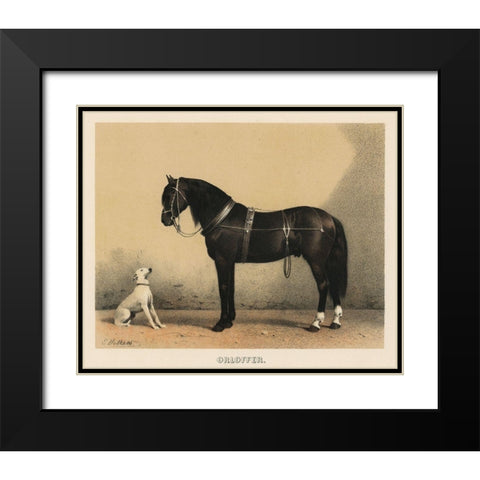 Orloffer (Orloff Horse) Black Modern Wood Framed Art Print with Double Matting by Volkers, Emil