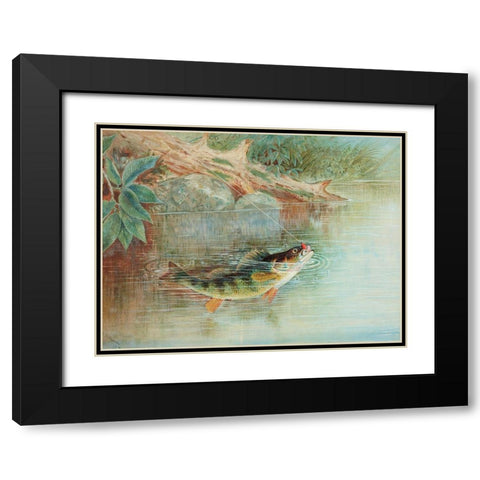 Yellow Perch Black Modern Wood Framed Art Print with Double Matting by Kilbourne, Samuel