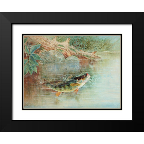 Yellow Perch Black Modern Wood Framed Art Print with Double Matting by Kilbourne, Samuel