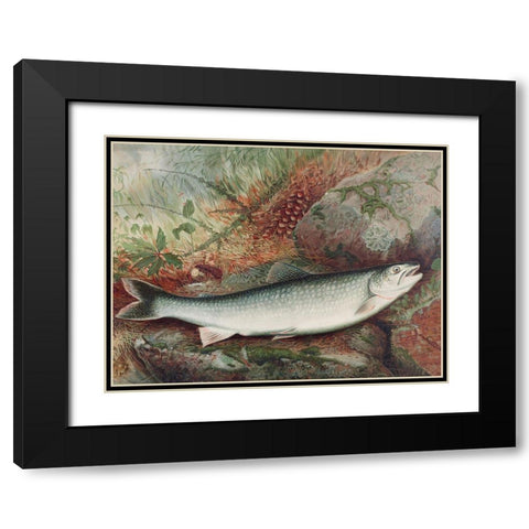 Lake Trout Black Modern Wood Framed Art Print with Double Matting by Kilbourne, Samuel