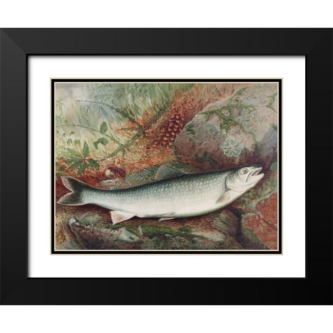 Lake Trout Black Modern Wood Framed Art Print with Double Matting by Kilbourne, Samuel