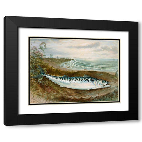 Mackerel fish Black Modern Wood Framed Art Print with Double Matting by Kilbourne, Samuel