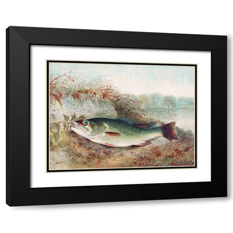 Largemouth Bass Black Modern Wood Framed Art Print with Double Matting by Kilbourne, Samuel