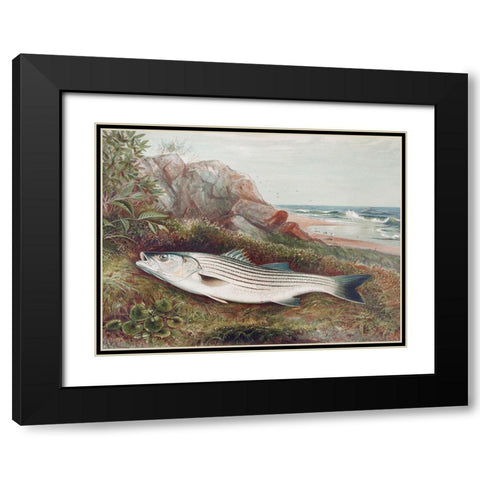 Striped bonito Black Modern Wood Framed Art Print with Double Matting by Kilbourne, Samuel