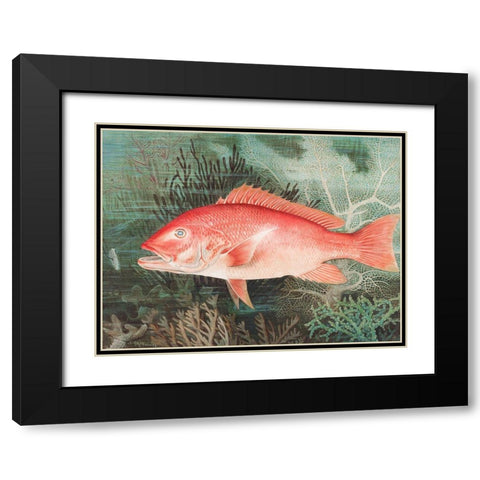 Northern Red SnapperÂ  Black Modern Wood Framed Art Print with Double Matting by Kilbourne, Samuel