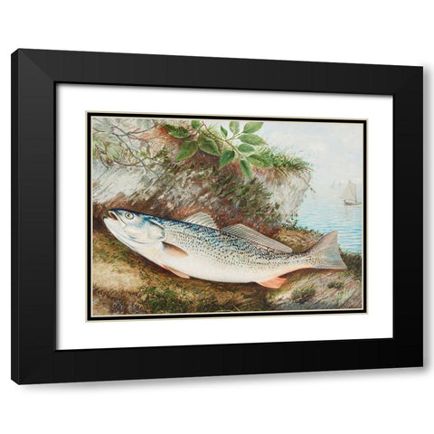 The Weakfish Black Modern Wood Framed Art Print with Double Matting by Kilbourne, Samuel
