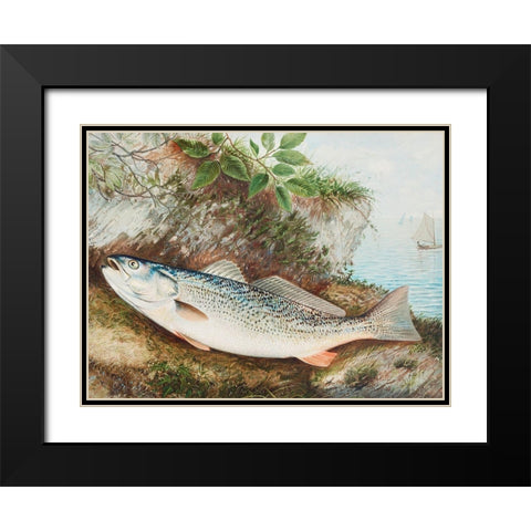 The Weakfish Black Modern Wood Framed Art Print with Double Matting by Kilbourne, Samuel