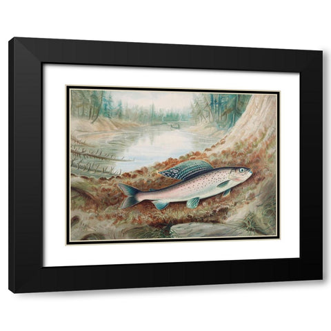 Arctic Grayling Black Modern Wood Framed Art Print with Double Matting by Kilbourne, Samuel