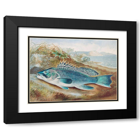 The Sea Bass Black Modern Wood Framed Art Print with Double Matting by Kilbourne, Samuel