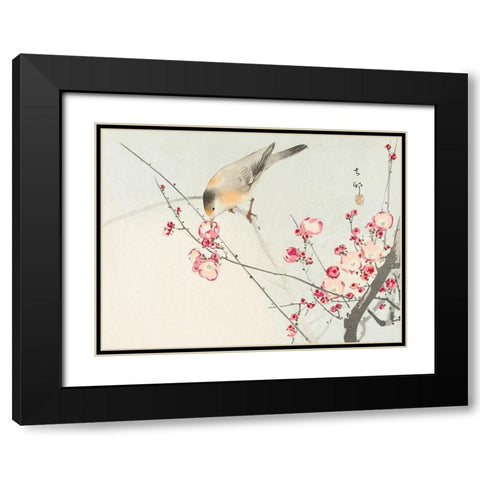 Songbird on blossom branch Black Modern Wood Framed Art Print with Double Matting by Koson, Ohara