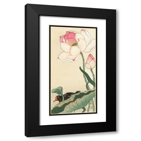 Gallinule with Lotus Flowers Black Modern Wood Framed Art Print with Double Matting by Koson, Ohara