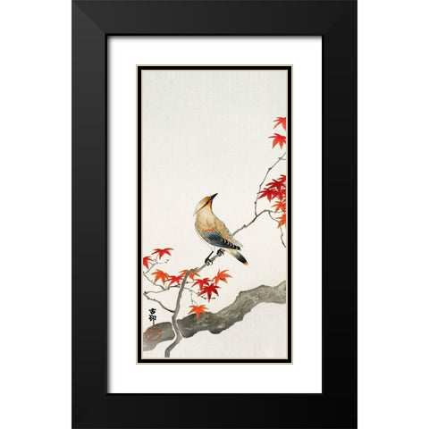 Japanese plague bird on maple Black Modern Wood Framed Art Print with Double Matting by Koson, Ohara