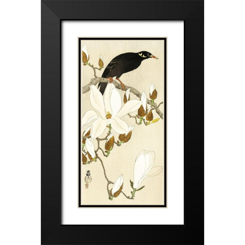 Myna on Magnolia Branch Black Modern Wood Framed Art Print with Double Matting by Koson, Ohara
