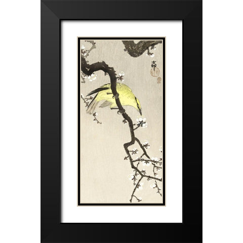 Chinese oriole on plum blossom branch Black Modern Wood Framed Art Print with Double Matting by Koson, Ohara