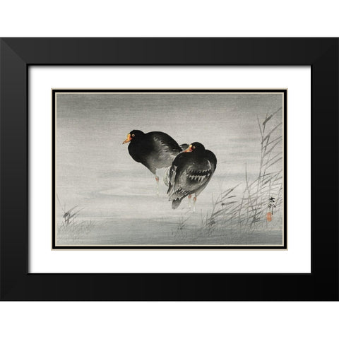 Two moorhens Black Modern Wood Framed Art Print with Double Matting by Koson, Ohara