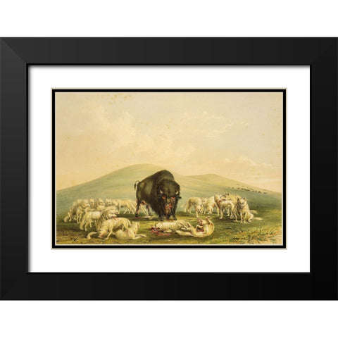 Buffalo Hunt, White Wolves Attacking Buffalo Bull Black Modern Wood Framed Art Print with Double Matting by Catlin, George