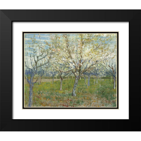 Orchard with Blooming Apricot Trees Black Modern Wood Framed Art Print with Double Matting by van Gogh, Vincent