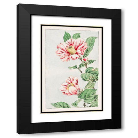 Tsubaki camelia Black Modern Wood Framed Art Print with Double Matting by Morikaga, Megata