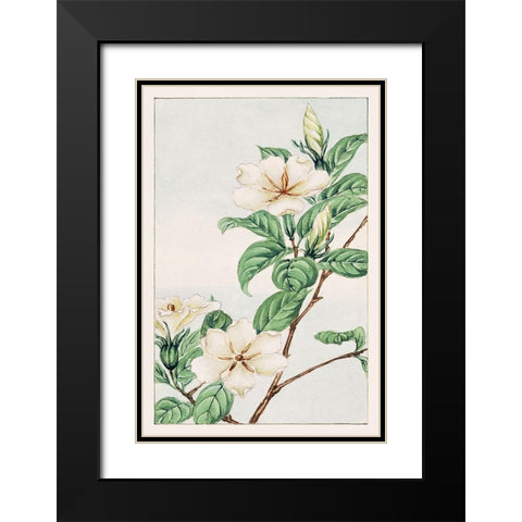 Kuchi nashi or cape jasmine Black Modern Wood Framed Art Print with Double Matting by Morikaga, Megata