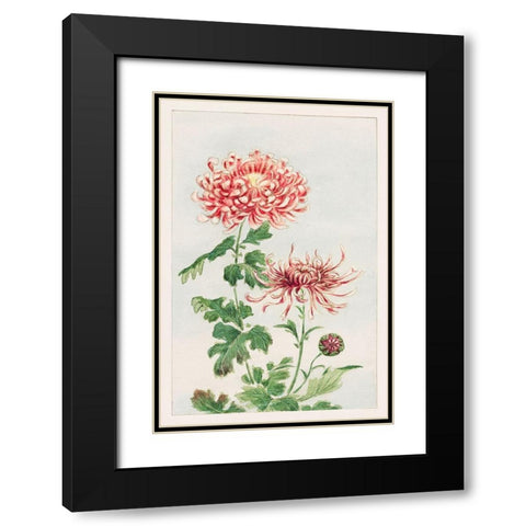 Kiku or chrysanthemum Black Modern Wood Framed Art Print with Double Matting by Morikaga, Megata