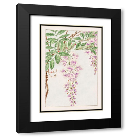 Wisteria vine with leaves and blossoms Black Modern Wood Framed Art Print with Double Matting by Morikaga, Megata