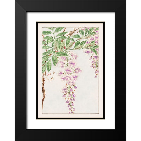 Wisteria vine with leaves and blossoms Black Modern Wood Framed Art Print with Double Matting by Morikaga, Megata