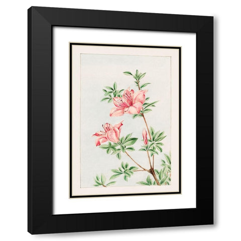 Tsutsuji rhododendron Judicum or azalea Black Modern Wood Framed Art Print with Double Matting by Morikaga, Megata