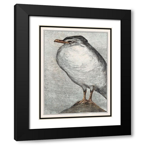Herring Gull Black Modern Wood Framed Art Print with Double Matting by Hoytema, Theo van