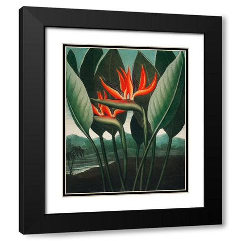 The Queen Plant from The Temple of Flora Black Modern Wood Framed Art Print with Double Matting by Thornton, Robert John