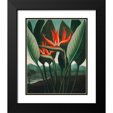 The Queen Plant from The Temple of Flora Black Modern Wood Framed Art Print with Double Matting by Thornton, Robert John
