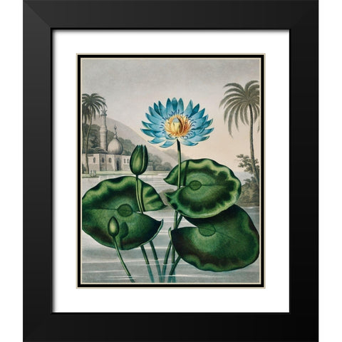 The Blue Egyptian Water Lily from The Temple of Flora Black Modern Wood Framed Art Print with Double Matting by Thornton, Robert John
