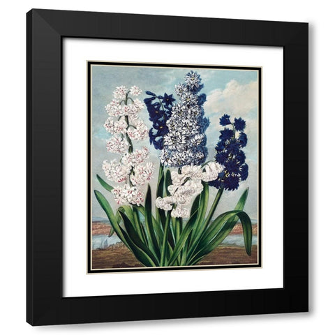 Hyacinths from The Temple of Flora Black Modern Wood Framed Art Print with Double Matting by Thornton, Robert John