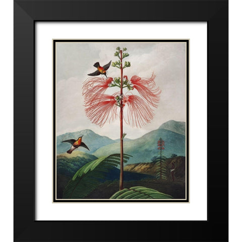 Large Flowering Sensitive Plant from The Temple of Flora Black Modern Wood Framed Art Print with Double Matting by Thornton, Robert John