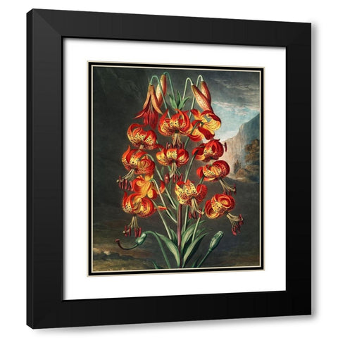 The Superb Lily from The Temple of Flora Black Modern Wood Framed Art Print with Double Matting by Thornton, Robert John