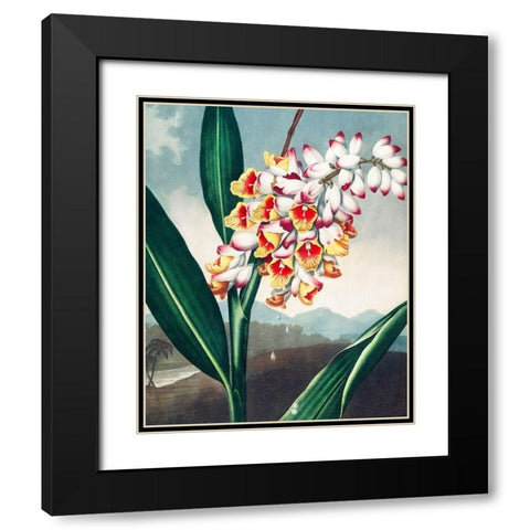 The Nodding Renealmia from The Temple of Flora Black Modern Wood Framed Art Print with Double Matting by Thornton, Robert John
