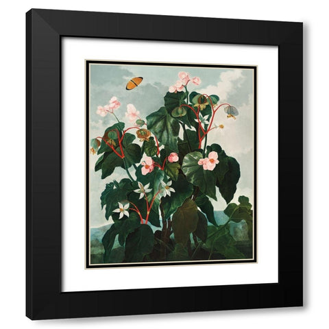 The Oblique Leaved Begonia from The Temple of Flora Black Modern Wood Framed Art Print with Double Matting by Thornton, Robert John