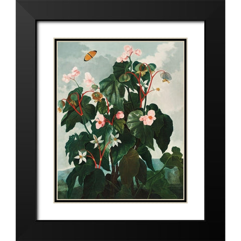 The Oblique Leaved Begonia from The Temple of Flora Black Modern Wood Framed Art Print with Double Matting by Thornton, Robert John