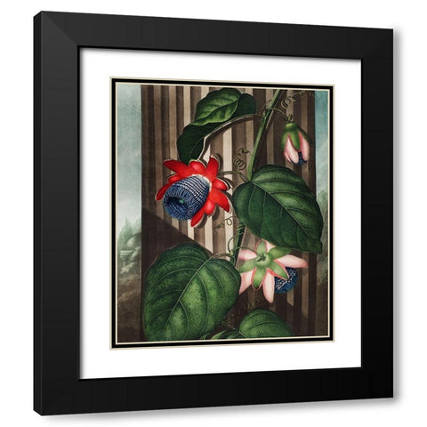 The Winged Passion-Flower from The Temple of Flora Black Modern Wood Framed Art Print with Double Matting by Thornton, Robert John