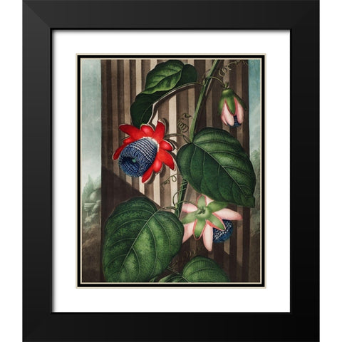 The Winged Passion-Flower from The Temple of Flora Black Modern Wood Framed Art Print with Double Matting by Thornton, Robert John