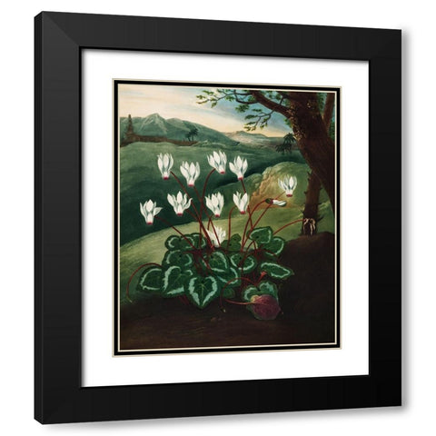 The Persian Cyclamen from The Temple of Flora Black Modern Wood Framed Art Print with Double Matting by Thornton, Robert John