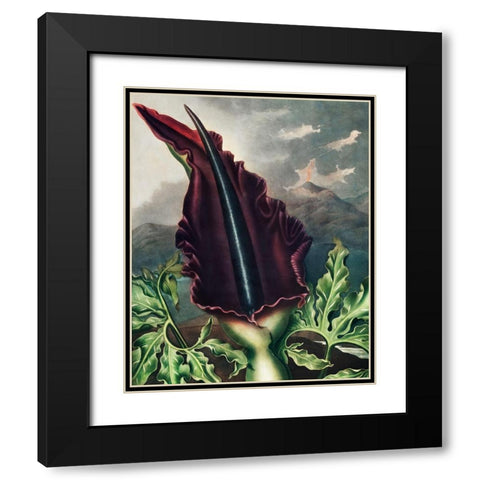The Dragon Arum from The Temple of Flora Black Modern Wood Framed Art Print with Double Matting by Thornton, Robert John