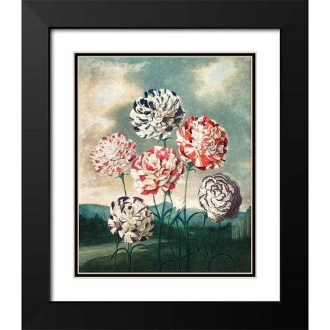 A Group of Carnations from The Temple of Flora Black Modern Wood Framed Art Print with Double Matting by Thornton, Robert John