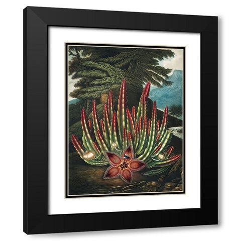 The Maggot Bearing Stapelia from The Temple of Flora Black Modern Wood Framed Art Print with Double Matting by Thornton, Robert John