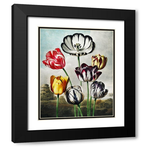 Tulips from The Temple of Flora Black Modern Wood Framed Art Print with Double Matting by Thornton, Robert John